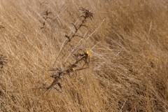 6d_MG_0003-3