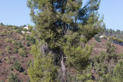 6d_MG_0006