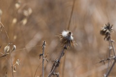 6d_MG_0014