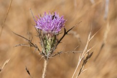 6d_MG_0015