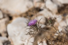 6d_MG_0016