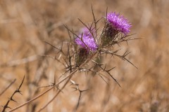 6d_MG_0029-2