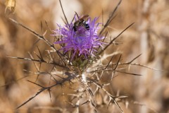 6d_MG_0031-2