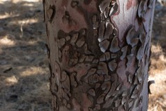 80d_MG_0007