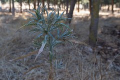80d_MG_0009-2