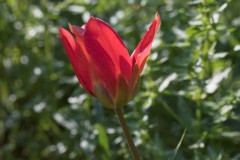 MG_0002