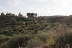 MG_0005