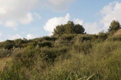 MG_0006