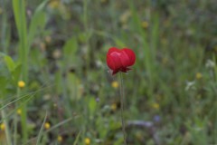 MG_0009