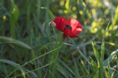 MG_0016