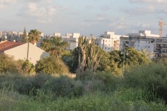 MG_0017