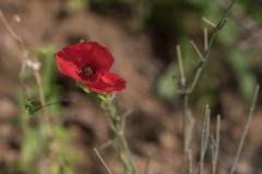 MG_0031