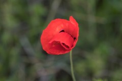 MG_0032