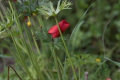 MG_0041