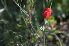 MG_0042