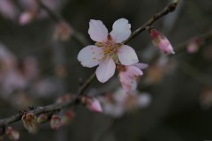 MG_0045