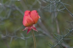 MG_0052