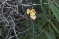 MG_0054