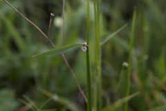 MG_0060