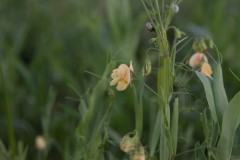MG_0062