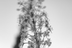 MG_0031-2