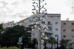 MG_0001