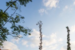 MG_0005