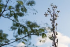 MG_0006-2