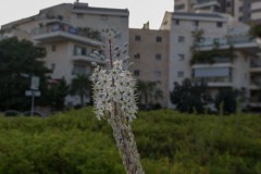 MG_0008-2