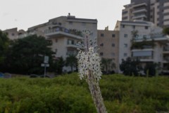 MG_0008