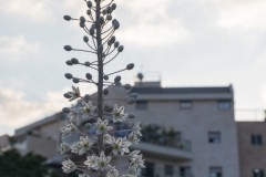 MG_0009-2
