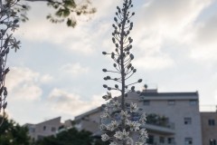 MG_0009