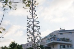 MG_0010