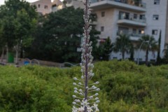 MG_0021