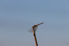 80D_mg_0004