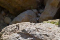 Eyn-Boqeq_80D0008