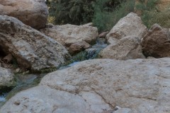 Eyn-Boqeq_80D0016