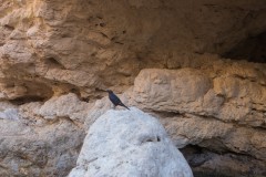 Eyn-Boqeq_80D0051