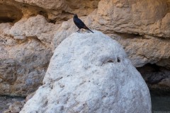 Eyn-Boqeq_80D0052