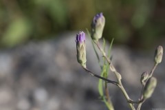 1_MG_0054