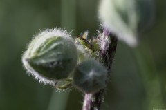 1_MG_0072