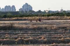 1_MG_0020