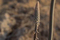 6D_MG_0005