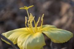 6D_MG_0007-3