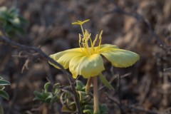 6D_MG_0007