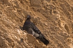 6D_MG_0008-2