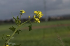 1_MG_0023