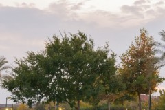 MG_0012