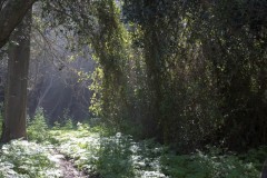 MG_0005-2
