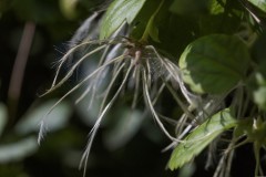 MG_0014